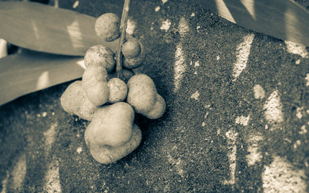 Green fruits, seeds, flowers or buds in the forest of South Africa.