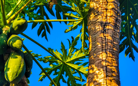Beautiful papaya tree in tropical nature in Zicatela Puerto Escondido Mexico.
