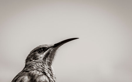 Cape sugarbird sitting on plants flowers in Kirstenbosch National Botanical Garden, Cape Town, South Africa.の写真素材