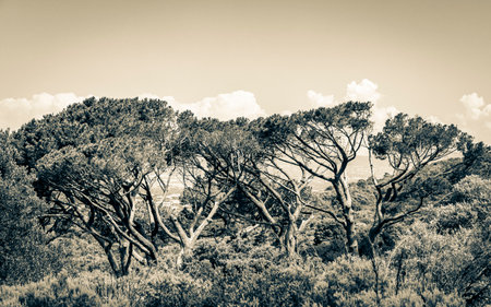 Huge South African trees in the Kirstenbosch Botanical Garden in Cape Town.の写真素材