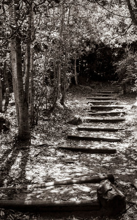 Trail walking path in the forest of Kirstenbosch National Botanical Garden, Cape Town, South Africa.