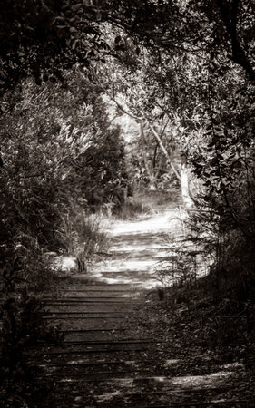 Trail walking path in the forest of Kirstenbosch National Botanical Garden, Cape Town, South Africa.の写真素材