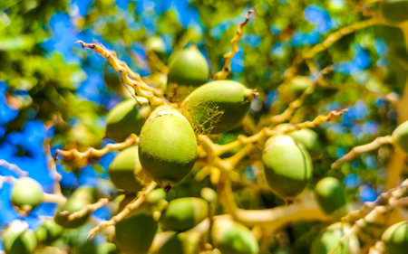 Tropical natural mexican palms palm tree trees with red green palm dates nuts seeds betel nuts and blue sky background in Zicatela Puerto Escondido Oaxaca Mexico.の写真素材