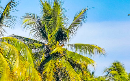 Tropical natural mexican palm tree with coconuts and blue sky background in Zicatela Puerto Escondido Oaxaca Mexico.の写真素材