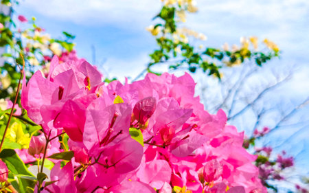 Beautiful bougainvillea white and pink flowers and blossoms in background in Zicatela Puerto Escondido Oaxaca Mexico.の写真素材