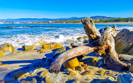 Beautiful pacific ocean sea coast shore and beach with washed up tree trunk wood branch in Zicatela Puerto Escondido Oaxaca Mexico.の写真素材