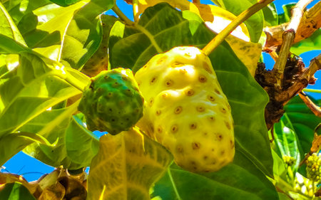 Noni fruit Morinda citrifolia with flowers popular with ants in Zicatela Puerto Escondido Oaxaca Mexico.の写真素材