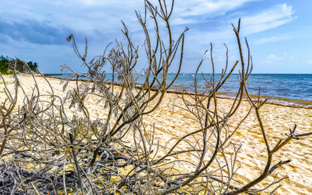 Tropical mexican caribbean beach plants palm trees and fir trees in jungle forest nature with cloudy blue sky in Playa del Carmen Quintana Roo Mexico.の写真素材