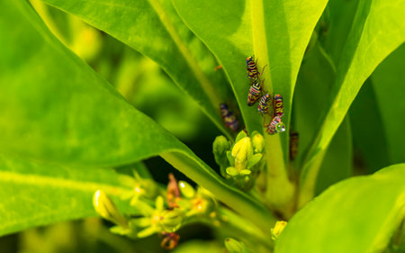 Beautiful small colorful cicadas on green leaves of a plant in Playa del Carmen Quintana Roo Mexico.の写真素材