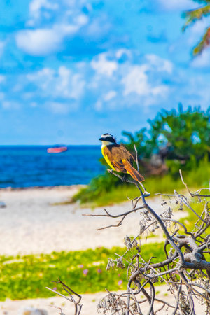 Great kiskadee sitting on branch at tropical Caribbean jungle nature in Playa del Carmen Quintana Roo Mexico.の写真素材