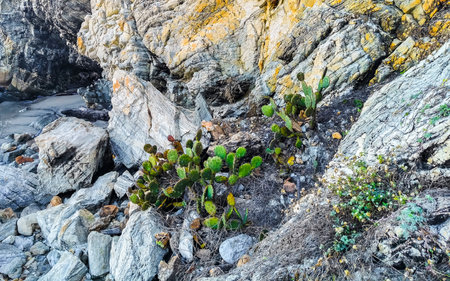 Rocks cliffs and mountains overgrown with nature plants trees bushes and flowers cacti in Zicatela Puerto Escondido Oaxaca Mexico.の写真素材