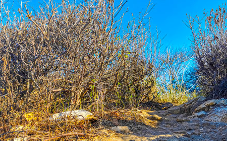 Rocks cliffs and mountains overgrown with nature plants trees bushes and flowers cacti in Zicatela Puerto Escondido Oaxaca Mexico.の写真素材