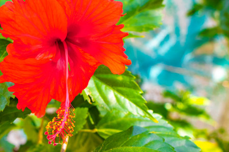 Red beautiful hibiscus flower flowers shrub tree plant in Playa del Carmen Quintana Roo Mexico.の写真素材