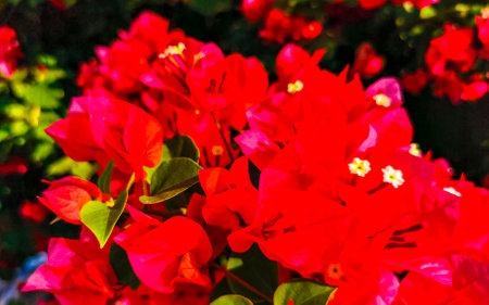 Beautiful bougainvillea red and pink flowers and blossoms in background in Zicatela Puerto Escondido Oaxaca Mexico.の写真素材