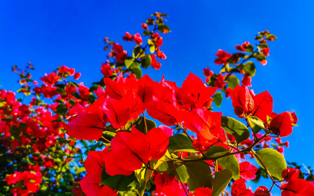 Beautiful bougainvillea red and pink flowers and blossoms in background in Zicatela Puerto Escondido Oaxaca Mexico.の写真素材