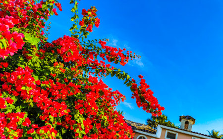 Beautiful bougainvillea red and pink flowers and blossoms in background in Zicatela Puerto Escondido Oaxaca Mexico.の写真素材