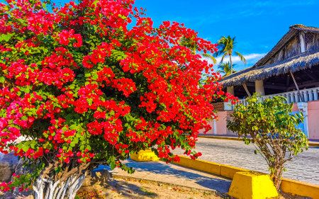 Beautiful bougainvillea red and pink flowers and blossoms in background in Zicatela Puerto Escondido Oaxaca Mexico.の写真素材