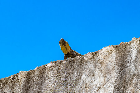 Mexican iguana lies on a wall rock with blue sky in nature in Playa del Carmen Quintana Roo Mexico.の写真素材