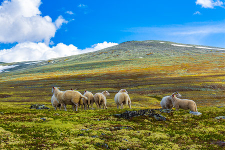 Sheep grazing in beautiful mountain and landscape panorama with untouched nature hills and rocks stones in Rondane National Park Ringbu Innlandet Norway in Scandinavia.の写真素材