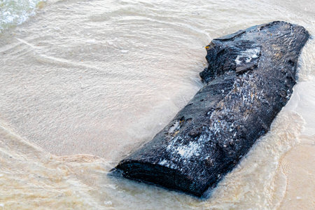 Beautiful Caribbean beach with washed up tree trunk wood branch in Playa del Carmen Quintana Roo Mexico.の写真素材