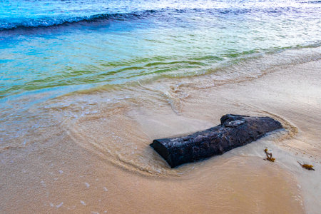 Beautiful Caribbean beach with washed up tree trunk wood branch in Playa del Carmen Quintana Roo Mexico.の写真素材