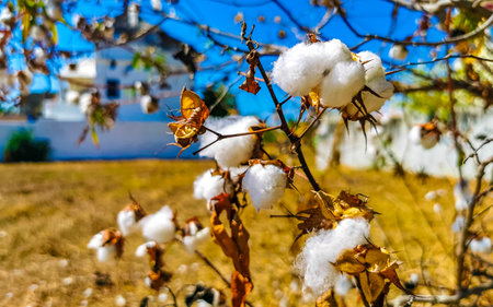 White beautiful cotton on tree or plant in Zicatela Puerto Escondido Oaxaca Mexico.の写真素材