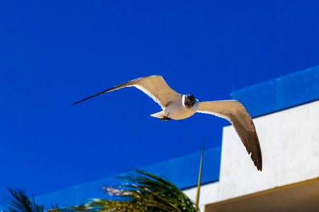 Flying seagull bird seagulls birds with blue sky background clouds and palms palm trees tree in Playa del Carmen Quintana Roo Mexico.の写真素材