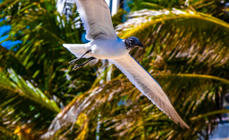 Flying seagull bird seagulls birds with blue sky background clouds and palms palm trees tree in Playa del Carmen Quintana Roo Mexico.の写真素材