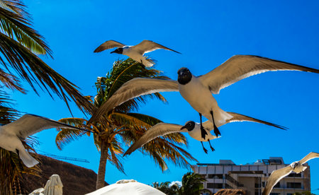 Flying seagull bird seagulls birds with blue sky background clouds and palms palm trees tree in Playa del Carmen Quintana Roo Mexico.の写真素材