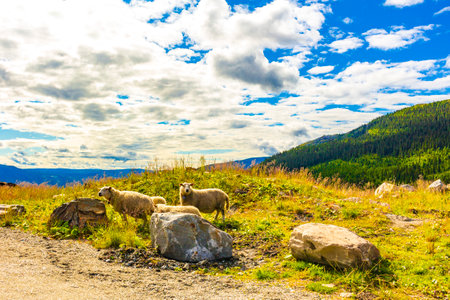 Sheep grazing in beautiful mountain and landscape panorama with untouched nature hills and rocks stones in Kvitfjell Favang Ringbu Innlandet Norway in Scandinavia.の写真素材