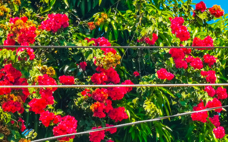 Beautiful bougainvillea white and pink flowers and blossoms in background in Zicatela Puerto Escondido Oaxaca Mexico.の写真素材