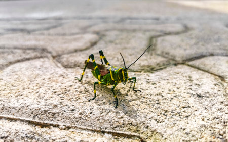 Huge giant green grasshopper sitting on ground floor in Playa del Carmen Quintana Roo Mexico.の写真素材