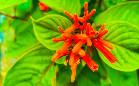Purple pink and red flower flowers blossoms and plants plant in tropical garden jungle forest and nature in Playa del Carmen Quintana Roo Mexico.の写真素材