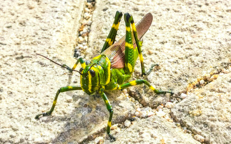 Huge giant green grasshopper sitting on ground floor in Playa del Carmen Quintana Roo Mexico.の写真素材