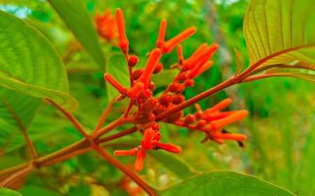 Purple pink and red flower flowers blossoms and plants plant in tropical garden jungle forest and...