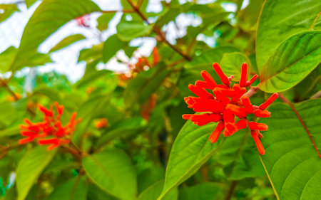 Purple pink and red flower flowers blossoms and plants plant in tropical garden jungle forest and nature in Playa del Carmen Quintana Roo Mexico.の写真素材