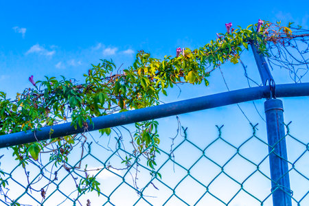 Tropical Jungle Forest Nature Enclosed Fenced Behind Bars in Playa del Carmen Quintana Roo Mexico.の写真素材