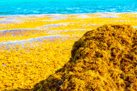 The beautiful Caribbean beach totally filthy and dirty the nasty seaweed sargazo problem in Playa del Carmen Quintana Roo Mexico.の写真素材