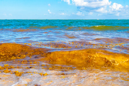 The beautiful Caribbean beach totally filthy and dirty the nasty seaweed sargazo problem in Playa del Carmen Quintana Roo Mexico.の写真素材