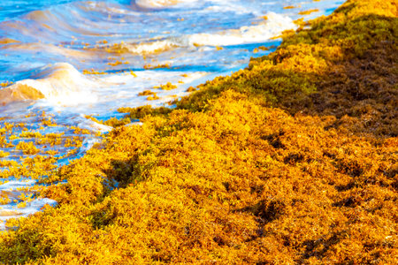 The beautiful Caribbean beach totally filthy and dirty the nasty seaweed sargazo problem in Playa del Carmen Quintana Roo Mexico.の写真素材