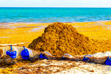 Big disgusting problem at tropical mexican caribbean beach with Sargazo seaweed sea weed net in clear turquoise blue water in Playa del Carmen Mexico.の写真素材