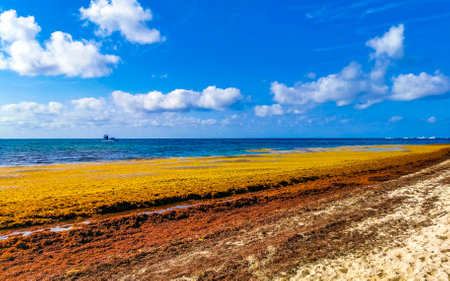 The beautiful Caribbean beach totally filthy and dirty the nasty seaweed sargazo problem in Playa del Carmen Quintana Roo Mexico.の写真素材