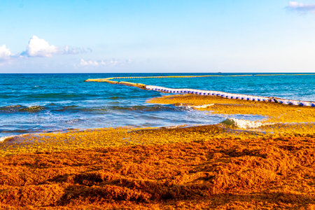 The beautiful Caribbean beach totally filthy and dirty the nasty seaweed sargazo problem in Playa del Carmen Quintana Roo Mexico.の写真素材
