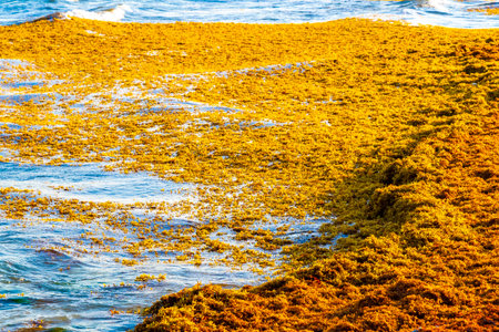 The beautiful Caribbean beach totally filthy and dirty the nasty seaweed sargazo problem in Playa del Carmen Quintana Roo Mexico.の写真素材