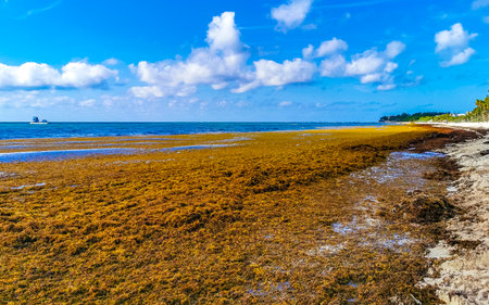 The beautiful Caribbean beach totally filthy and dirty the nasty seaweed sargazo problem in Playa...