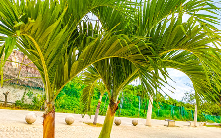 Tropical natural mexican palms palm tree trees with coconuts and blue sky background in Playa del Carmen Quintana Roo Mexico.の写真素材