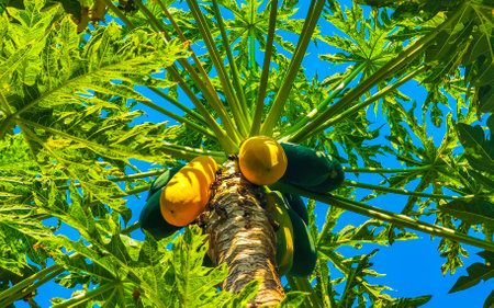 Beautiful papaya tree in tropical nature in Zicatela Puerto Escondido Mexico.