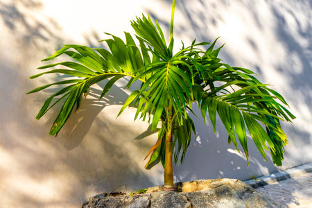 Tropical natural mexican palms palm tree trees with coconuts and blue sky background in Playa del Carmen Quintana Roo Mexico.の写真素材