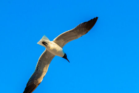 Flying seagull bird with blue sky background with clouds in Playa del Carmen Quintana Roo Mexico.の写真素材