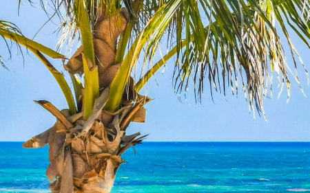 Tropical natural mexican palms palm tree trees with coconuts and blue sky background in Playa del...